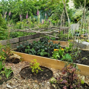 Raised Garden Beds Tanalised Timber - 1.8m (6ft) x 1.2m (4ft)